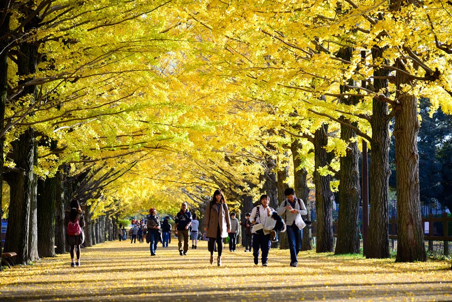 10 spots à Momiji à Tokyo et ses environs